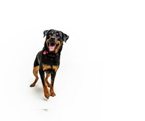 Abby - Female Rottweiler-Unknown Mix Dog for Adoption - Photo #4