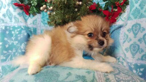 Medium Photo #2 Pomeranian Puppy For Sale in EDEN, PA, USA