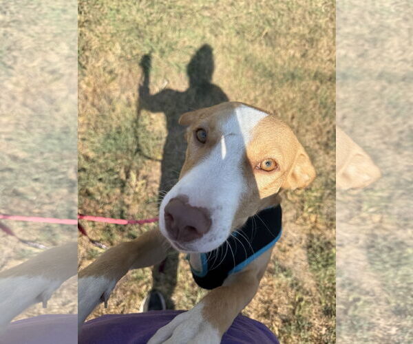 Medium Photo #2 Shepradors Puppy For Sale in Corning, AR, USA