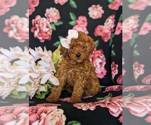 Poodle (Miniature) Puppy for sale in NEW HOLLAND, PA, USA