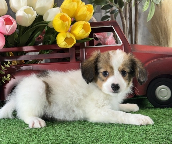 Medium Photo #2 Papillon Puppy For Sale in CANOGA, NY, USA