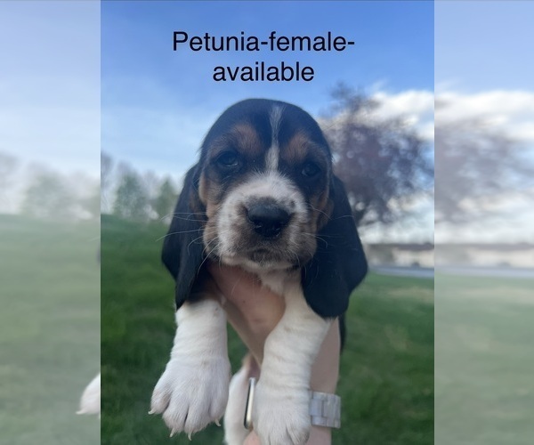 Medium Photo #6 Basset Hound Puppy For Sale in MARTINSVILLE, VA, USA