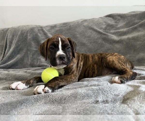 Medium Photo #3 Boxer Puppy For Sale in WEST COLUMBIA, SC, USA