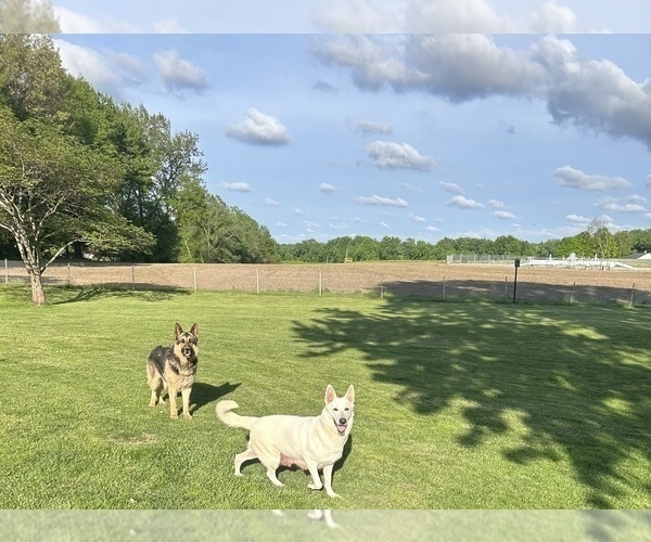 Medium Photo #10 German Shepherd Dog Puppy For Sale in SPRINGFIELD, IL, USA