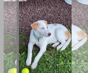 ASTRID  LOWER FEE!  IN PA! - Female Great Pyrenees Dog for Adoption - Photo #8