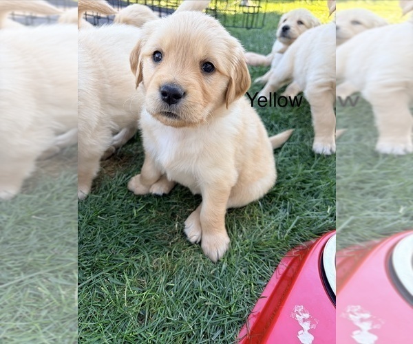 Medium Photo #25 Golden Retriever Puppy For Sale in PHOENIX, AZ, USA