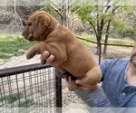 Small Photo #30 Labrador Retriever Puppy For Sale in BLUFF DALE, TX, USA