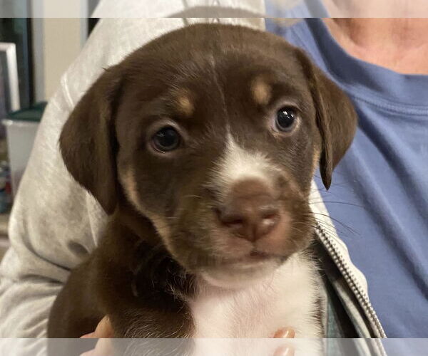 Medium Photo #4 Mutt Puppy For Sale in San Diego, CA, USA