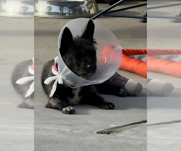Medium Photo #3 Mutt Puppy For Sale in Lake Forest, CA, USA