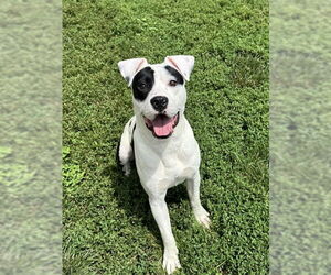 American Pit Bull Terrier-Unknown Mix Dogs for adoption in Lee's Summit, MO, USA