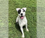 Small American Pit Bull Terrier Mix