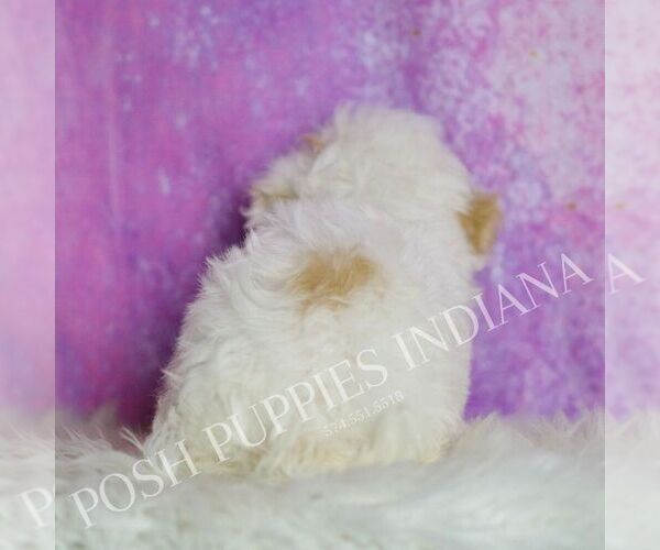 Medium Photo #50 Maltipoo (Miniature) Puppy For Sale in WARSAW, IN, USA