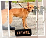 Small #6 Basenji Mix