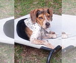 Dewey Sponsored! - Male Bluetick Coonhound Dog for Adoption - Small photo
