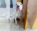Small #2 Mutt