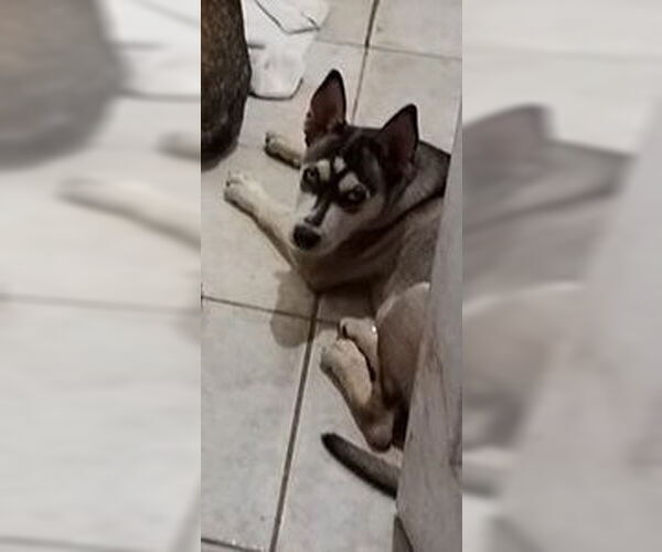 Medium Photo #5 Siberian Husky-Unknown Mix Puppy For Sale in San Diego, CA, USA