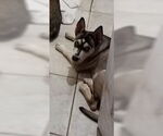 Small #4 Siberian Husky Mix