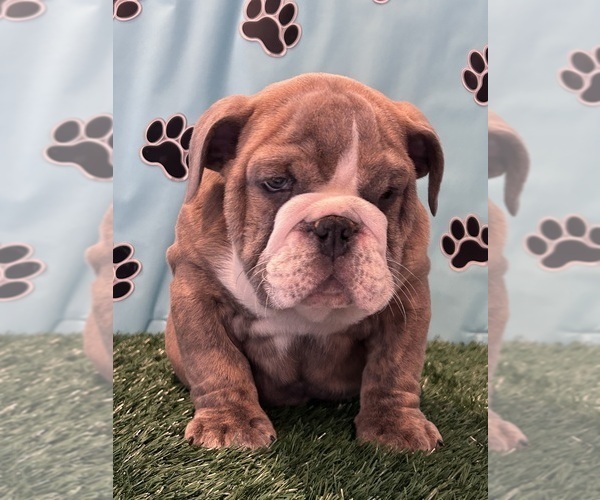 Medium Photo #3 Bulldog Puppy For Sale in BOWLING GREEN, KY, USA