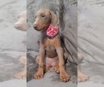 Small Photo #48 Doberman Pinscher Puppy For Sale in POMEROY, OH, USA