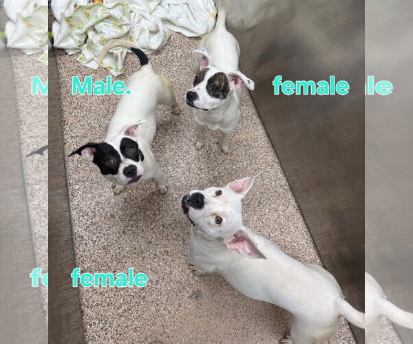 Medium Photo #1 Mutt Puppy For Sale in Martinsburg, WV, USA