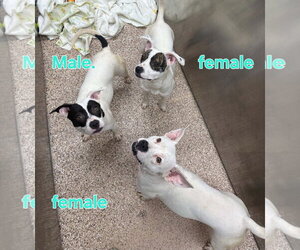 Mutt Dogs for adoption in Martinsburg, WV, USA
