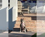 Small #4 Bulldog-Staffordshire Bull Terrier Mix