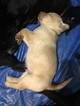 Small Photo #6 Labrador Retriever Puppy For Sale in GATES, NY, USA