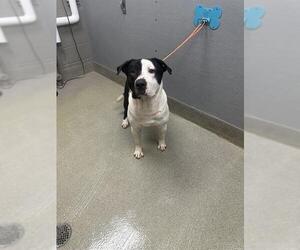 American Pit Bull Terrier-Unknown Mix Dogs for adoption in Las Vegas, NV, USA