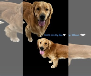 Father of the Golden Retriever puppies born on 07/02/2025