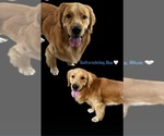 Small Photo #1 Golden Retriever Puppy For Sale in RENO, NV, USA