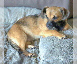 Freddie - Male Chiweenie Dog for Adoption - Photo #5
