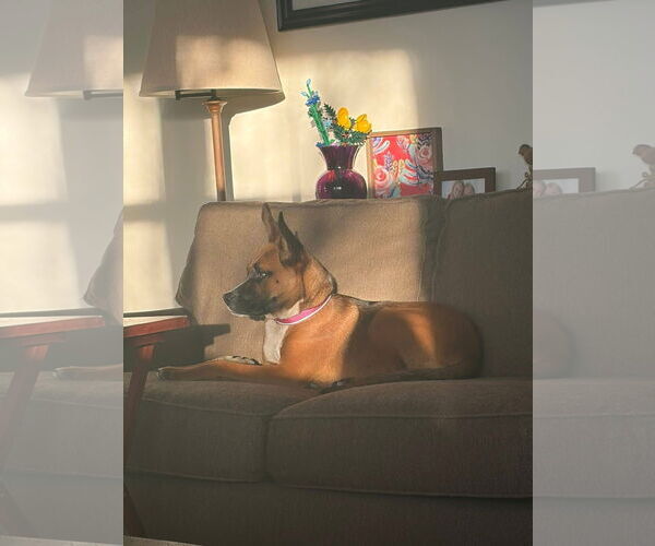 Medium Photo #3 Boxer-Unknown Mix Puppy For Sale in New London, WI, USA