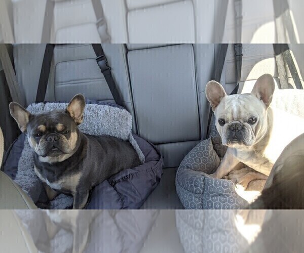 Medium Photo #1 French Bulldog Puppy For Sale in MCKINLEYVILLE, CA, USA