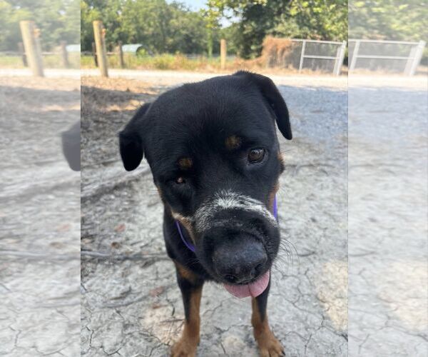 Medium Photo #2 Rottweiler-Unknown Mix Puppy For Sale in White Hall, AR, USA
