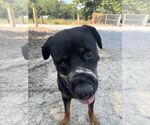 Small #1 Rottweiler Mix