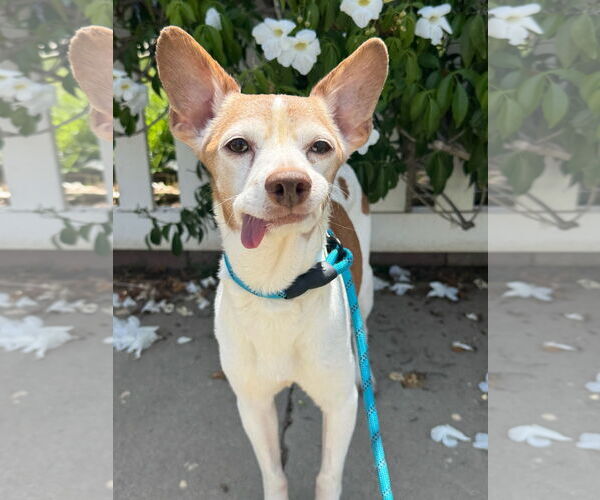 Medium Photo #2 Rat Terrier-Unknown Mix Puppy For Sale in Newport Beach, CA, USA