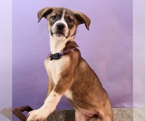 Euro Mountain Sheparnese Dogs for adoption in Sheridan, CO, USA
