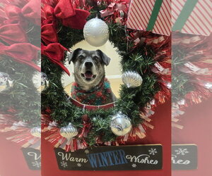 Ollie (Noah) Alabama - Male Beagle-Unknown Mix Dog for Adoption - Photo #13