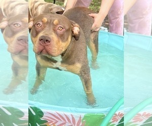 Mother of the American Bully puppies born on 04/16/2026