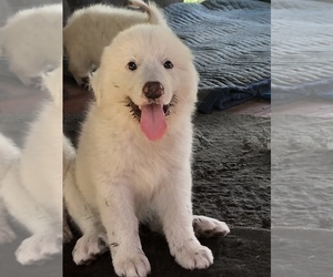 Great Pyrenees Puppy for sale in FROSTPROOF, FL, USA