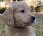 Puppy Mr Black English Cream Golden Retriever-Poodle (Toy) Mix