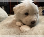Small Photo #2 German Shepherd Dog-Great Pyrenees Mix Puppy For Sale in MITCHELL, IN, USA