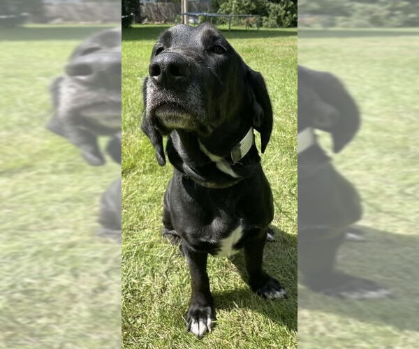 Medium Photo #2 Bassetdor Puppy For Sale in Clarkston, MI, USA