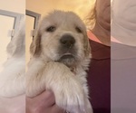Small #3 Golden Retriever