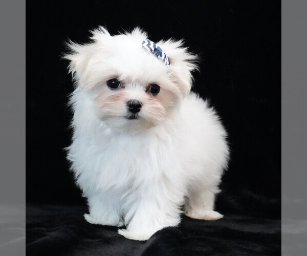 Medium Photo #1 Maltese Puppy For Sale in ROCK VALLEY, IA, USA