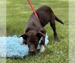 Small #2 Labrador Retriever Mix