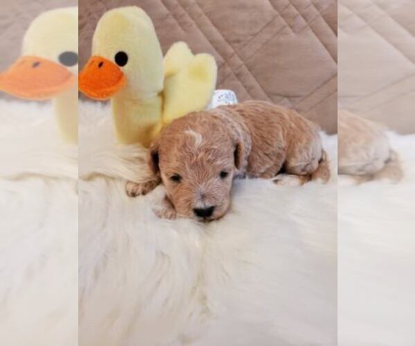 Medium Photo #1 Poo-Ton Puppy For Sale in ROCKFORD, MI, USA