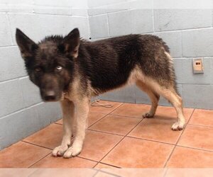 German Shepherd Dog-Siberian Husky Mix Dogs for adoption in Downey, CA, USA