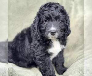 Miniature Labradoodle Dogs for adoption in San Diego, CA, USA