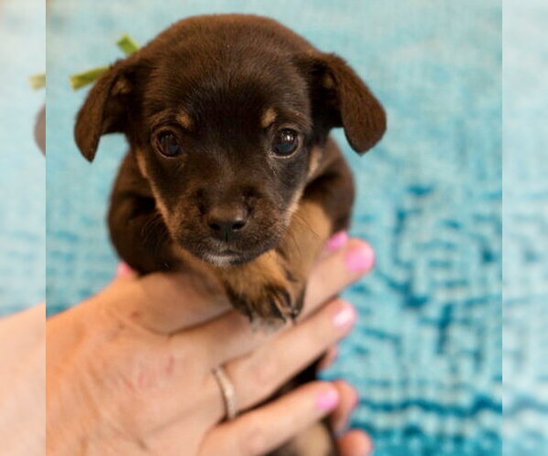 Medium Photo #2 Mutt Puppy For Sale in Spring Lake, NC, USA